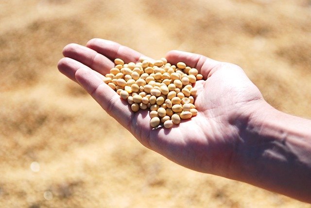 Alimentos derivados da soja