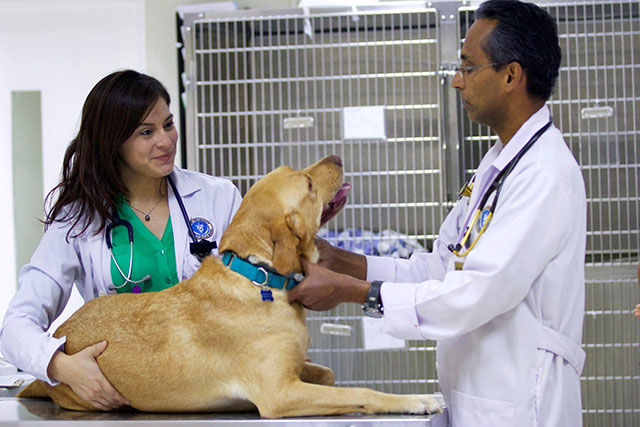 Curso Ortopedia Veterinária