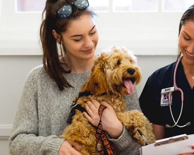 Curso Cuidados Clínicos No Pós-Operatório de Cães e Gatos