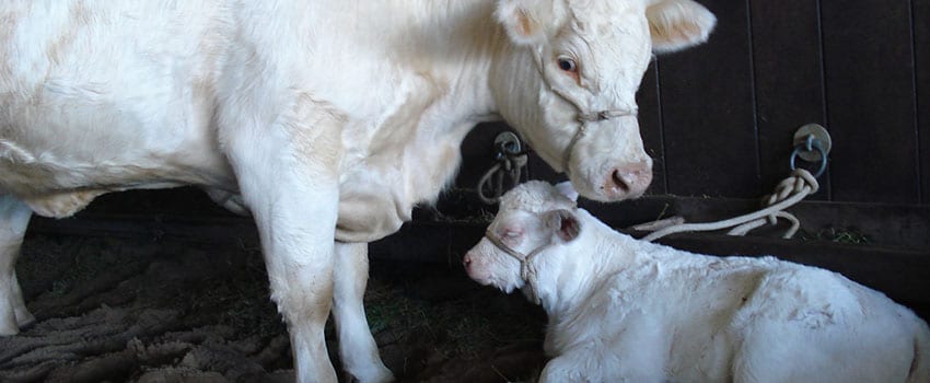 CAPA DO CURSO DE INSEMINAÇÃO EM ANIMAIS