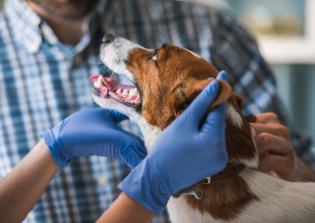 Curso Cuidados Clínicos No Pós-Operatório De Cães e Gatos