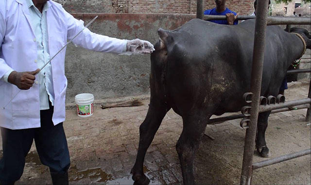 Por que utilizar inseminação artificial?
