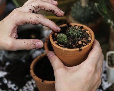 Curso de Paisagismo e Plantas Ornamentais