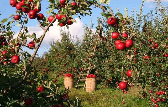 Estudo de caso: A política agrícola atual, a pesquisa e o meio ambiente