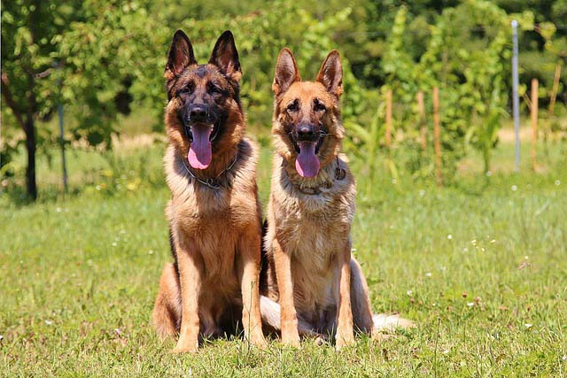 Curso de Adestramento de Cães Online