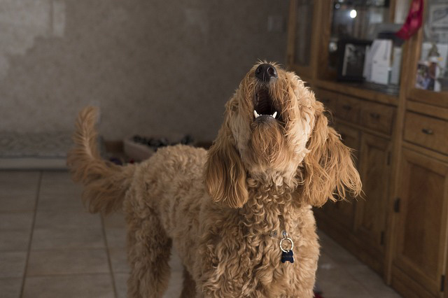 Aprender a  fazer o cão parar de latir quando você chega