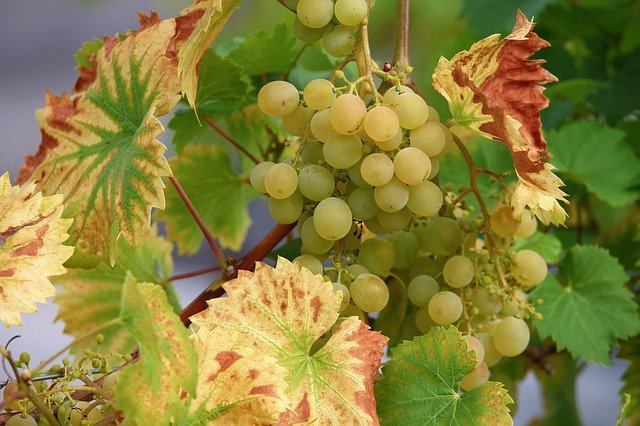 Uvas Brancas
