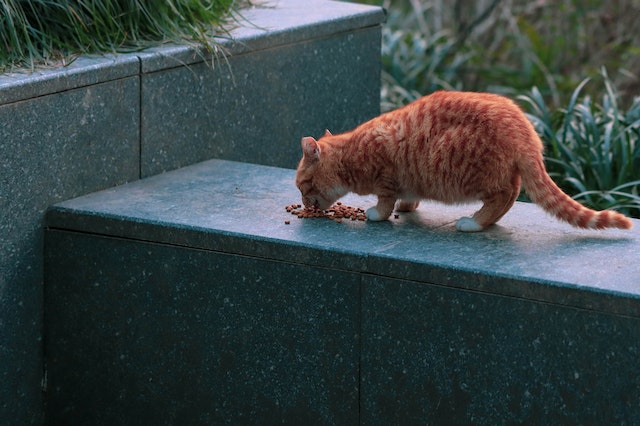 Produção de alimento para pets cresceu 7,2%