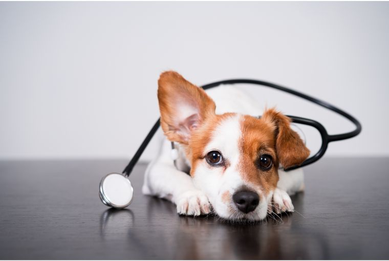 quanto tempo dura o curso de veterinária